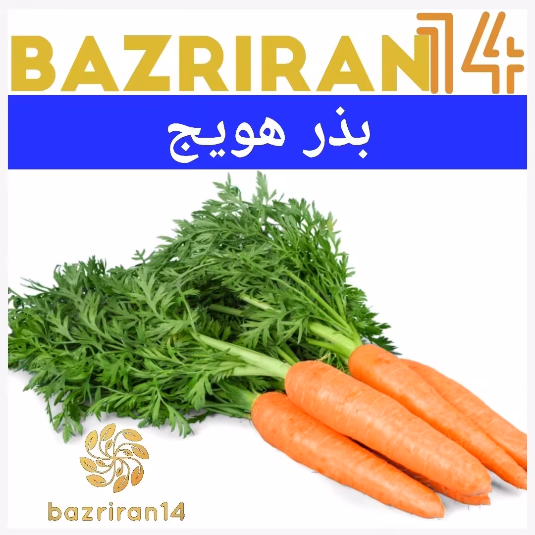 بذر هویج