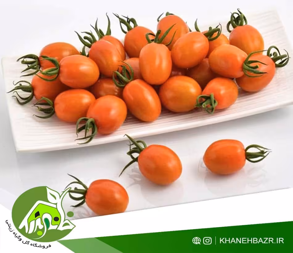 بذر گوجه فرنگی داترینو ایتالیا - خانه بذر | فروشگاه بذر وارداتی گل و گیاه زینتی 1404