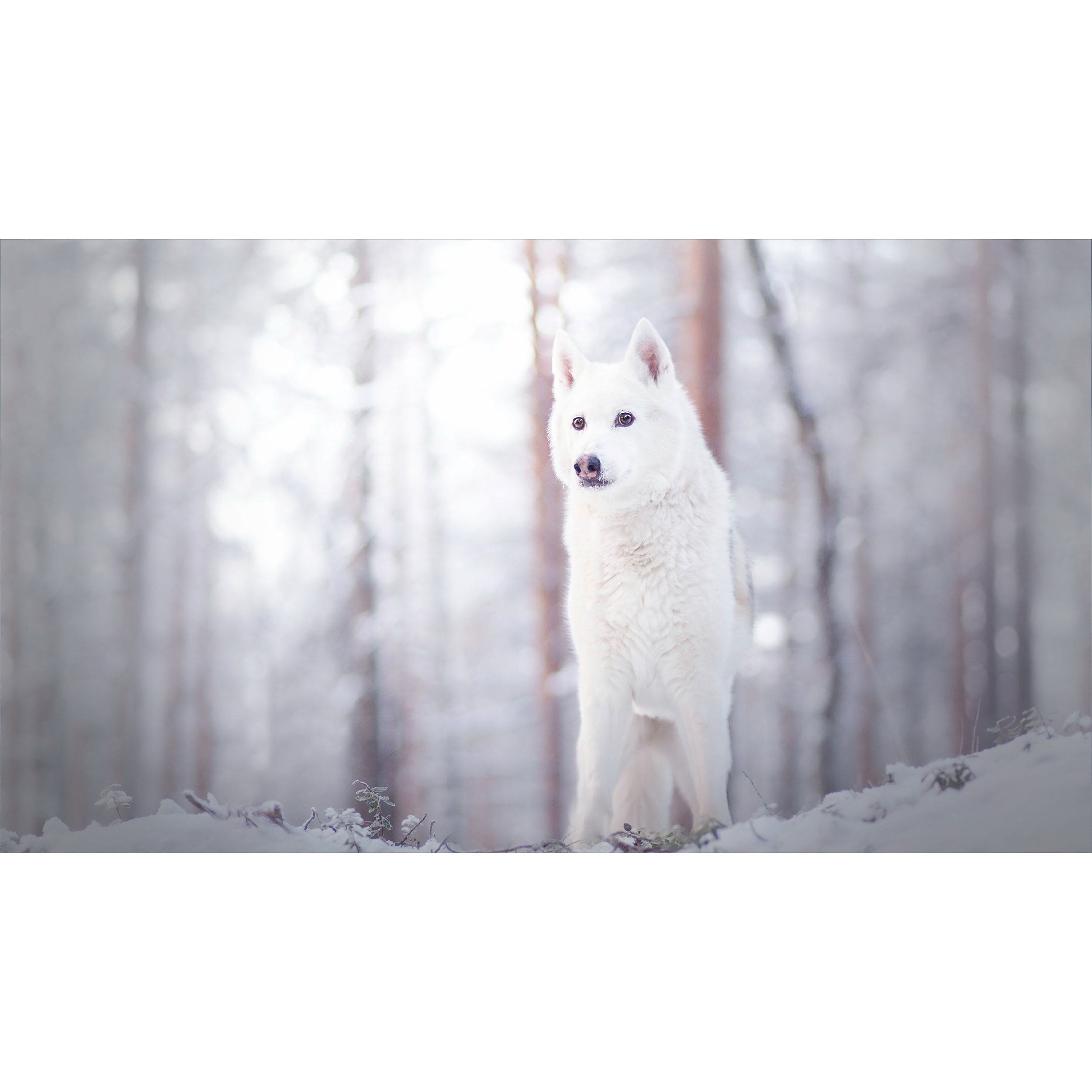 تابلو شاسی طرح گرگ و برف مدل T7889