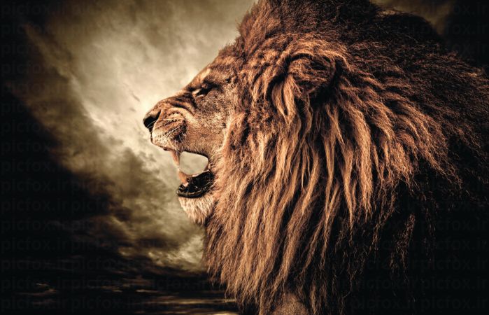 خرید و دانلود عکس Animals-Part-9 - کیفیت بالا | پیک فاکس | Pic Fox