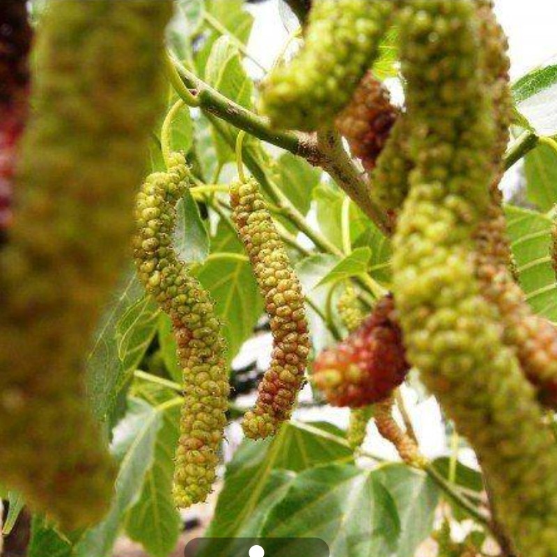 نهال توت هیمالیایی 2 ساله