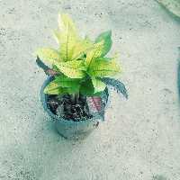 کروتن پرتقالی(پس کرایه)