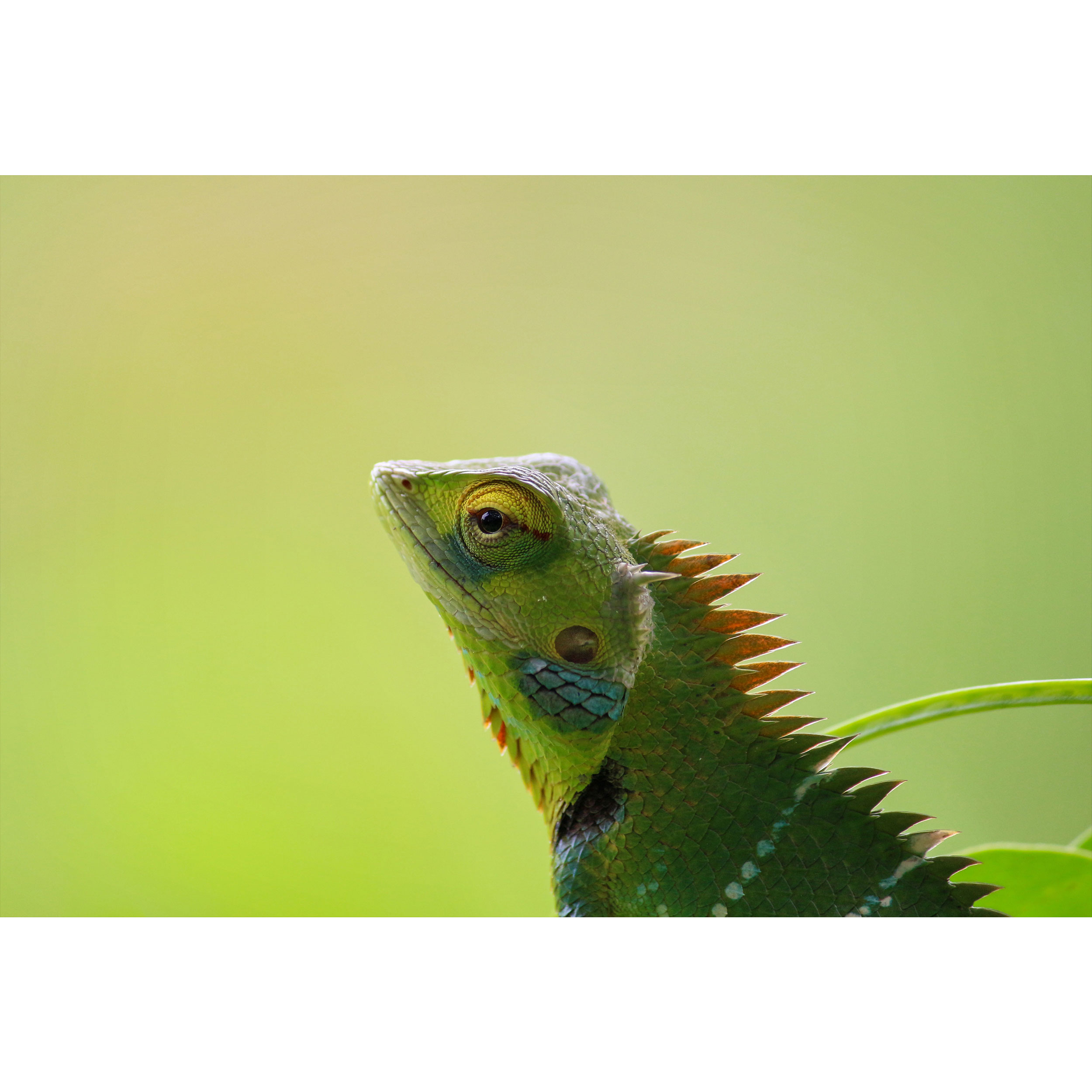 تابلو شاسی طرح آفتاب پرست مدل T1509