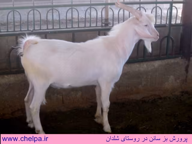 تحقیق و پژوهش-پرورش گوسفند و بز و بره،تغذیه،بیماریها و واکسنهای مربوطه-در100 صفحه-docx