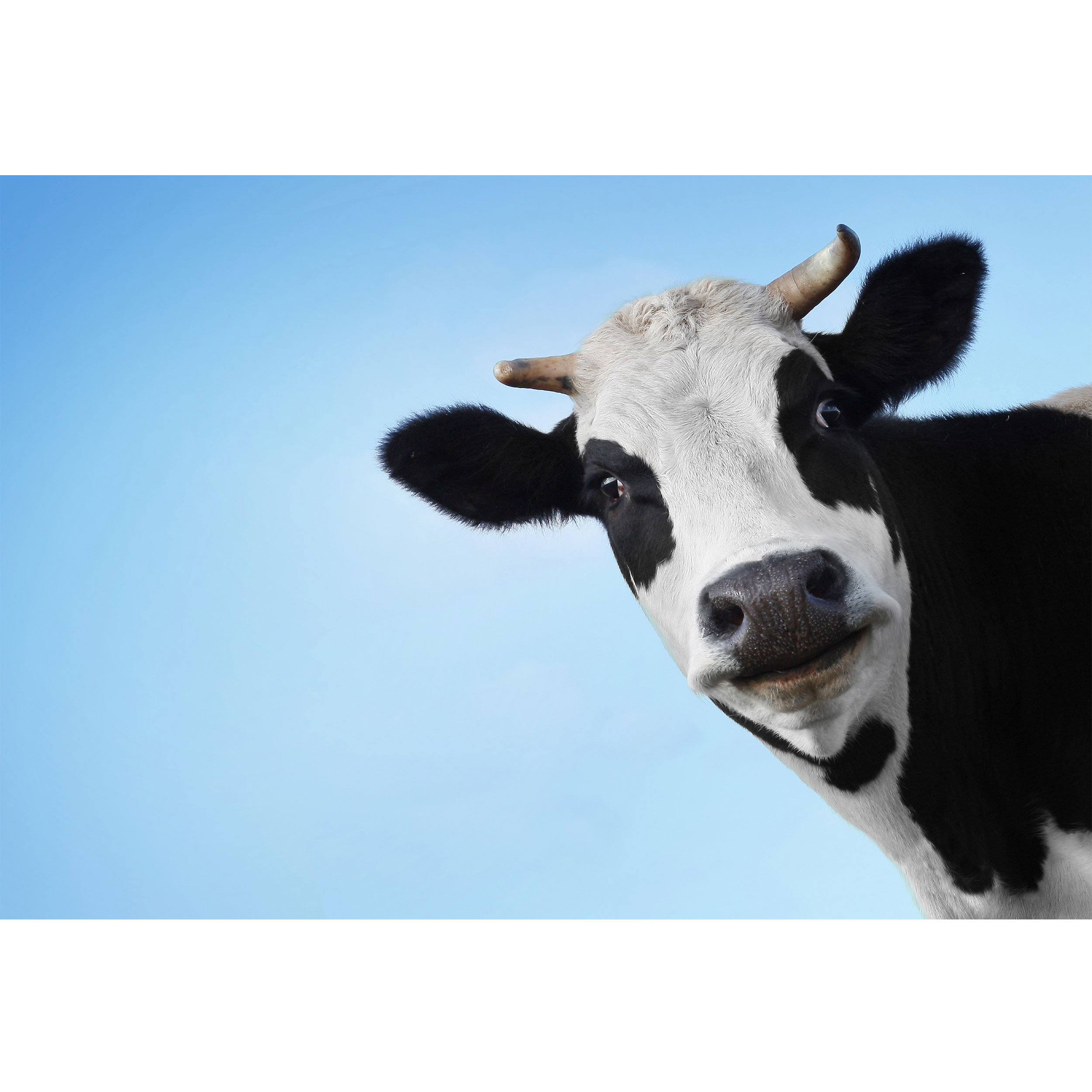 تابلو شاسی طرح آسمان و گاو مدل T2018