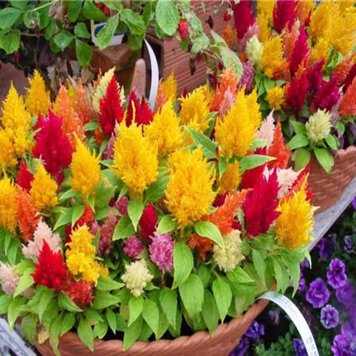 بذر تاج خروس دم روباهی الوان