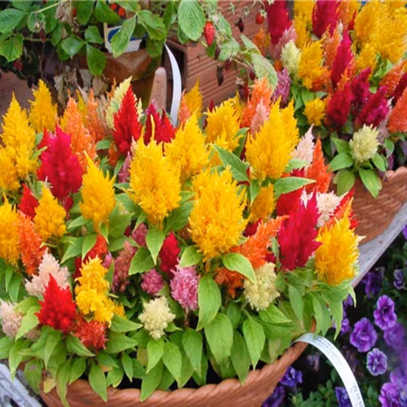 بذر تاج خروس دم روباهی الوان