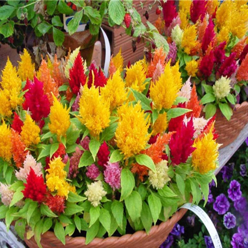 بذر تاج خروس دم روباهی الوان