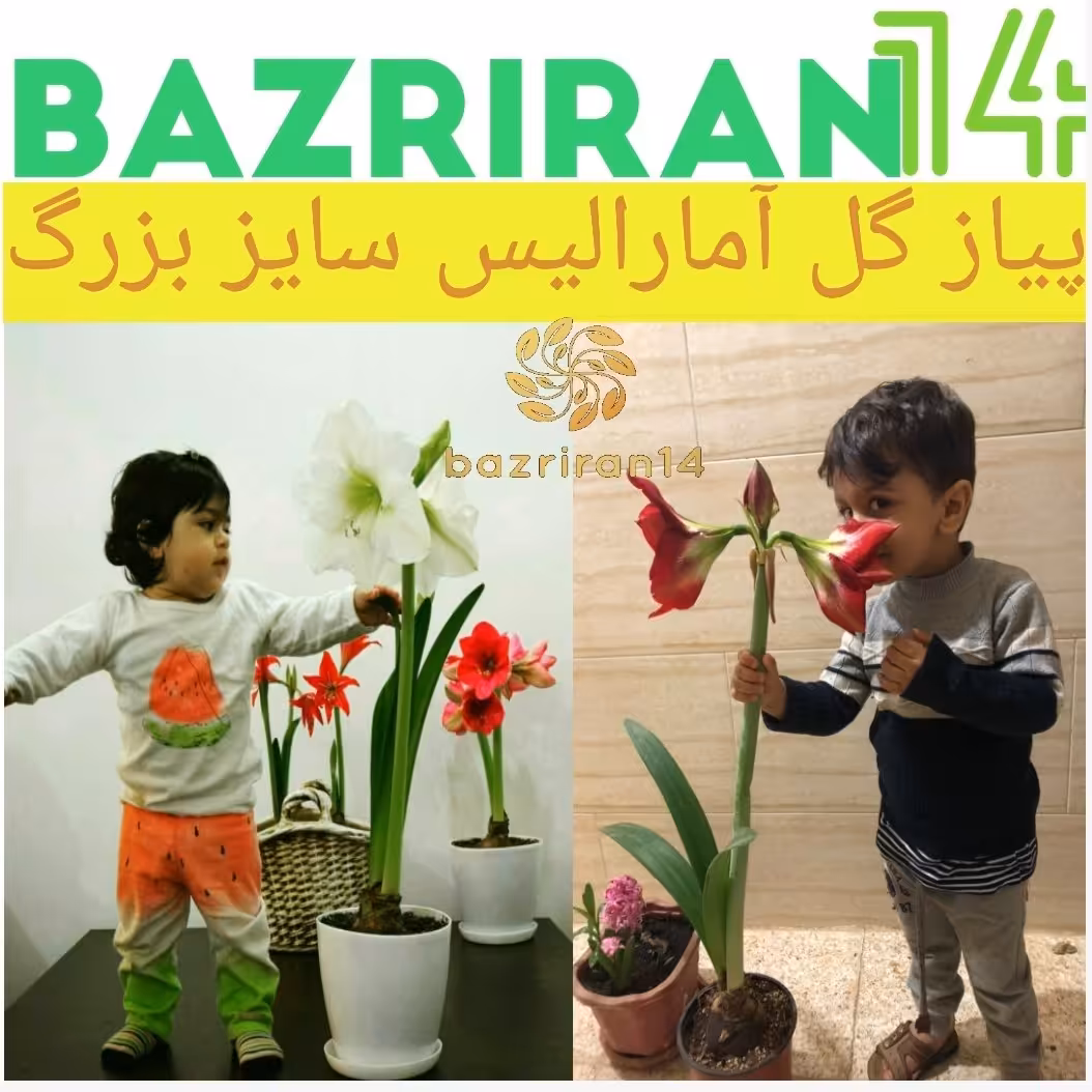 پیاز گل آمارالیس سایز بسیار بسیار درشت