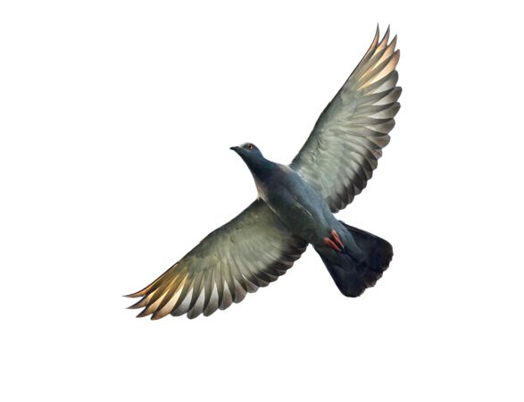 خرید و دانلود عکس Animals-Part-4 - کیفیت بالا | پیک فاکس | Pic Fox