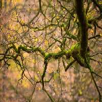 خرید و دانلود عکس Nature-Part-9 کد 37295 | پیک فاکس | Pic Fox