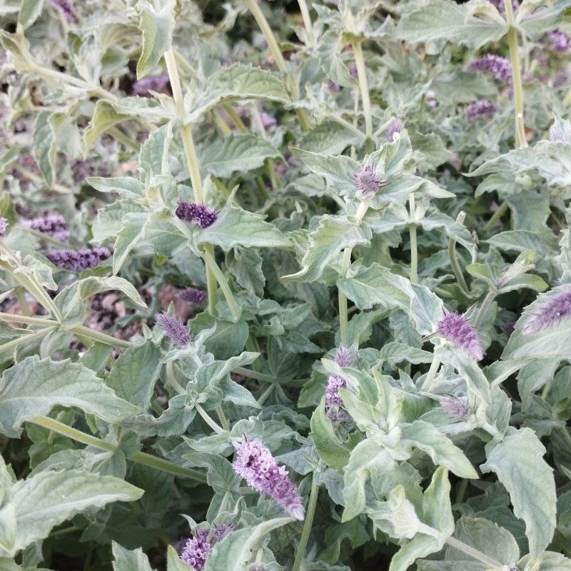 پونه کوهی خشک 