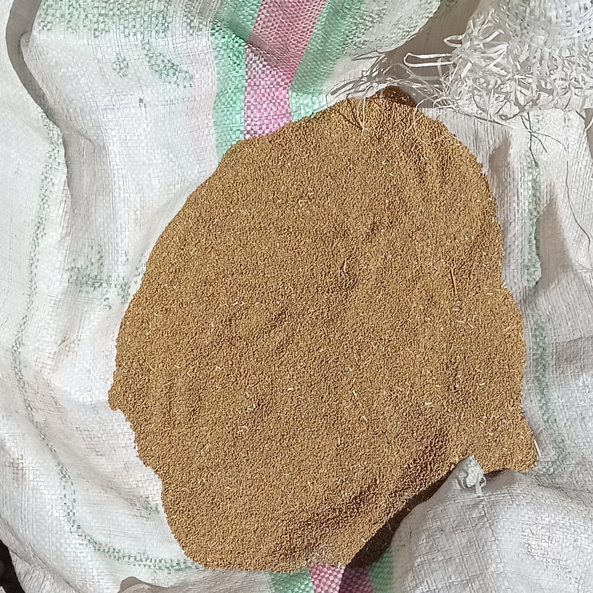 بذر یونجه