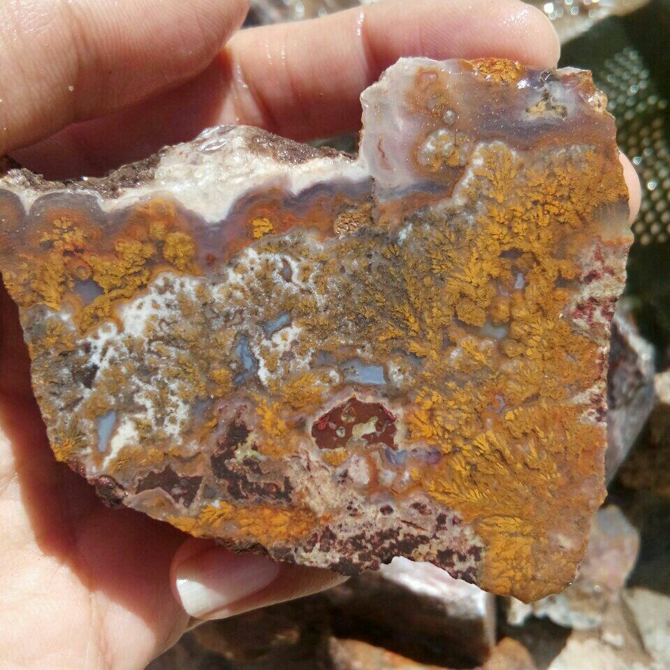 راف شجر خاص و بی نظیر مختص تراش نگین و کلکسیون بسیار خوش رنگ و زیبا