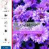 برچسب پوششی ماهوت مدل Purple-Flower مناسب برای تبلت سامسونگ Galaxy Note 10.1 2012 N8010