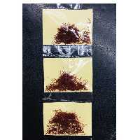 زعفران قاینات 3گرمی محصول کشاورزی شخصی