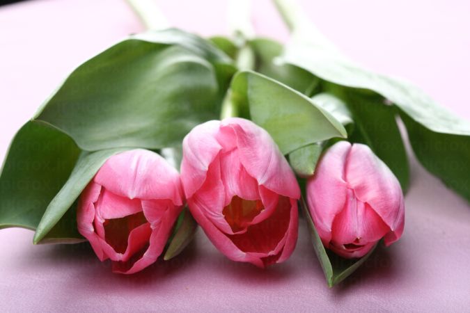 خرید و دانلود عکس IranBCS کد 28270 | پیک فاکس | Pic Fox