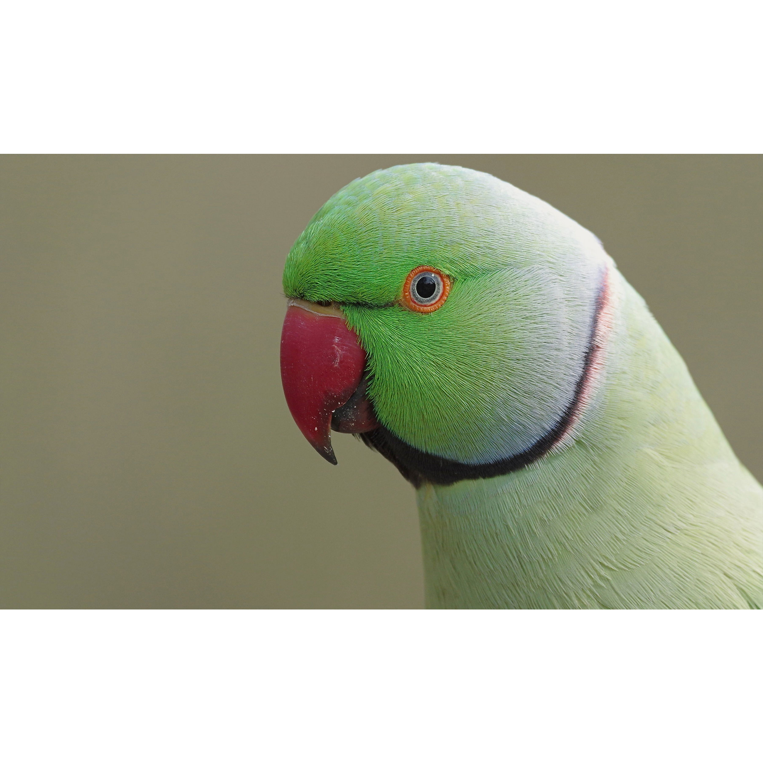 تابلو شاسی طرح پرنده طوطی مدل T7829