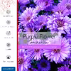 برچسب ماهوت طرح Purple-Flower مناسب برای ساعت هوشمند سامسونگ Galaxy Gear S3 Frontier