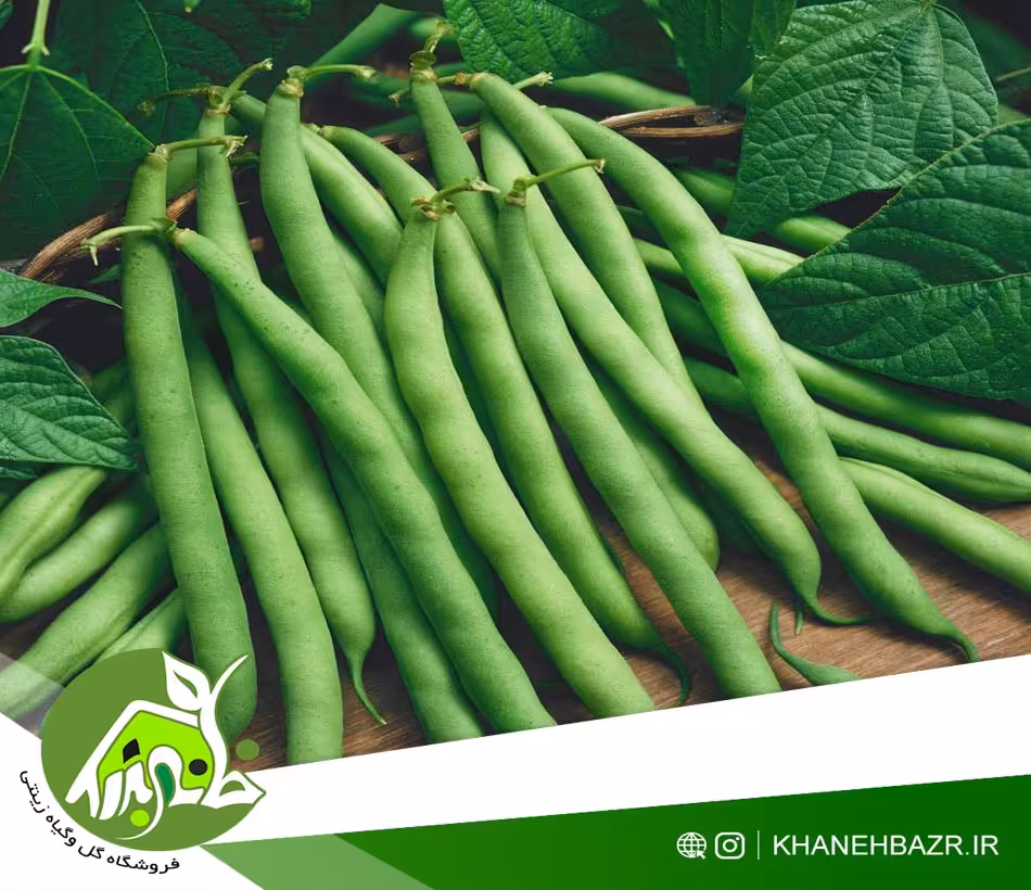 بذر لوبیا سبز پربار - خانه بذر | فروشگاه بذر وارداتی گل و گیاه زینتی 1404
