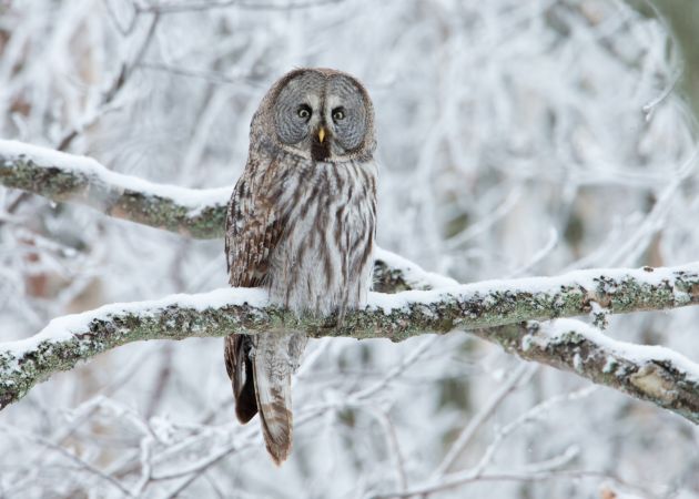 خرید و دانلود عکس Owl کد 38201 | پیک فاکس | Pic Fox