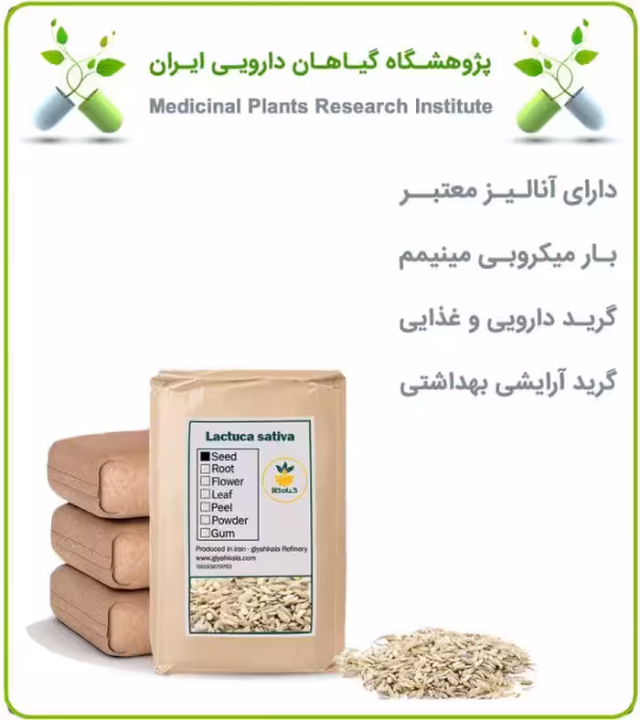 بذر کاهو خشک فله