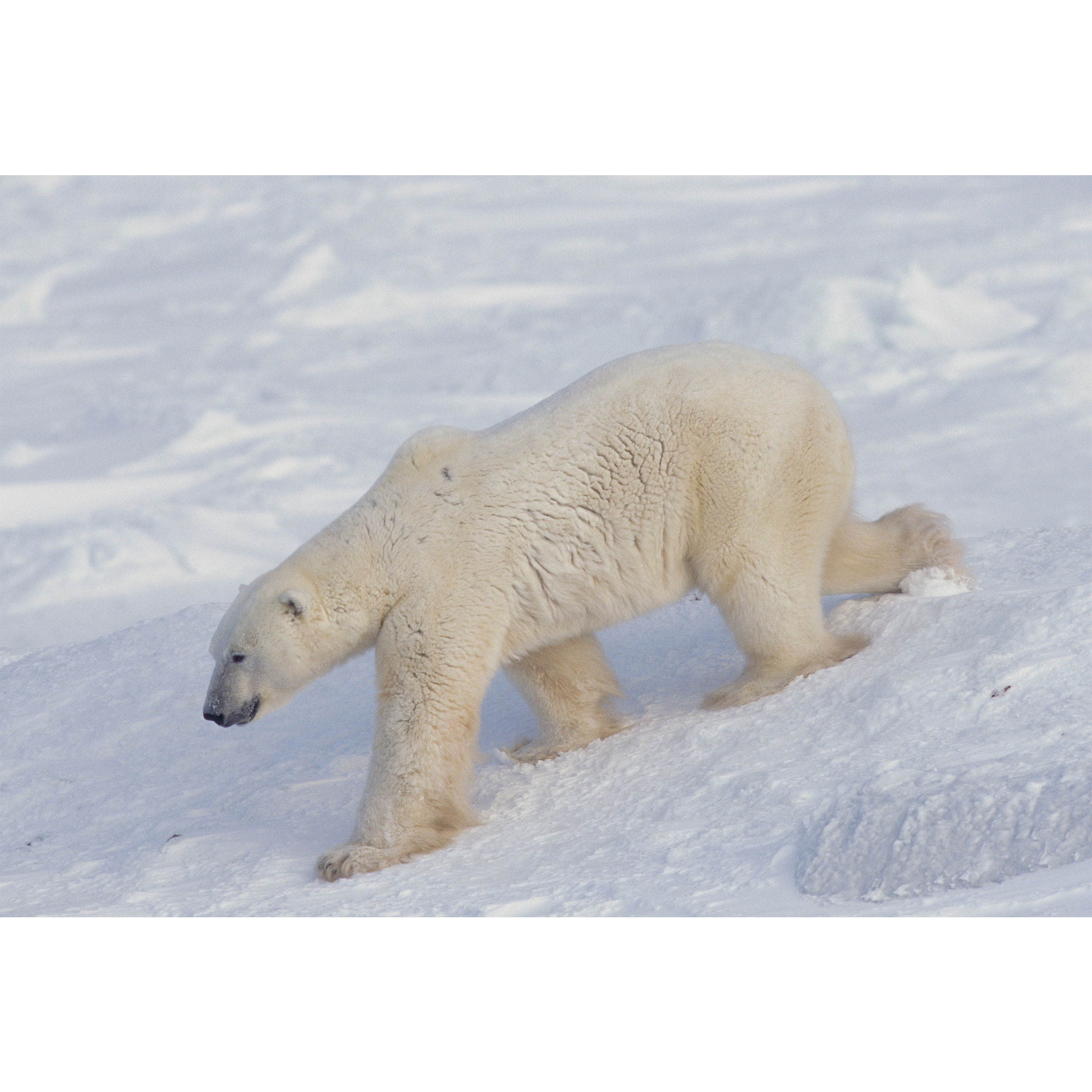 تابلو شاسی طرح برف و خرس قطبی مدل T2074