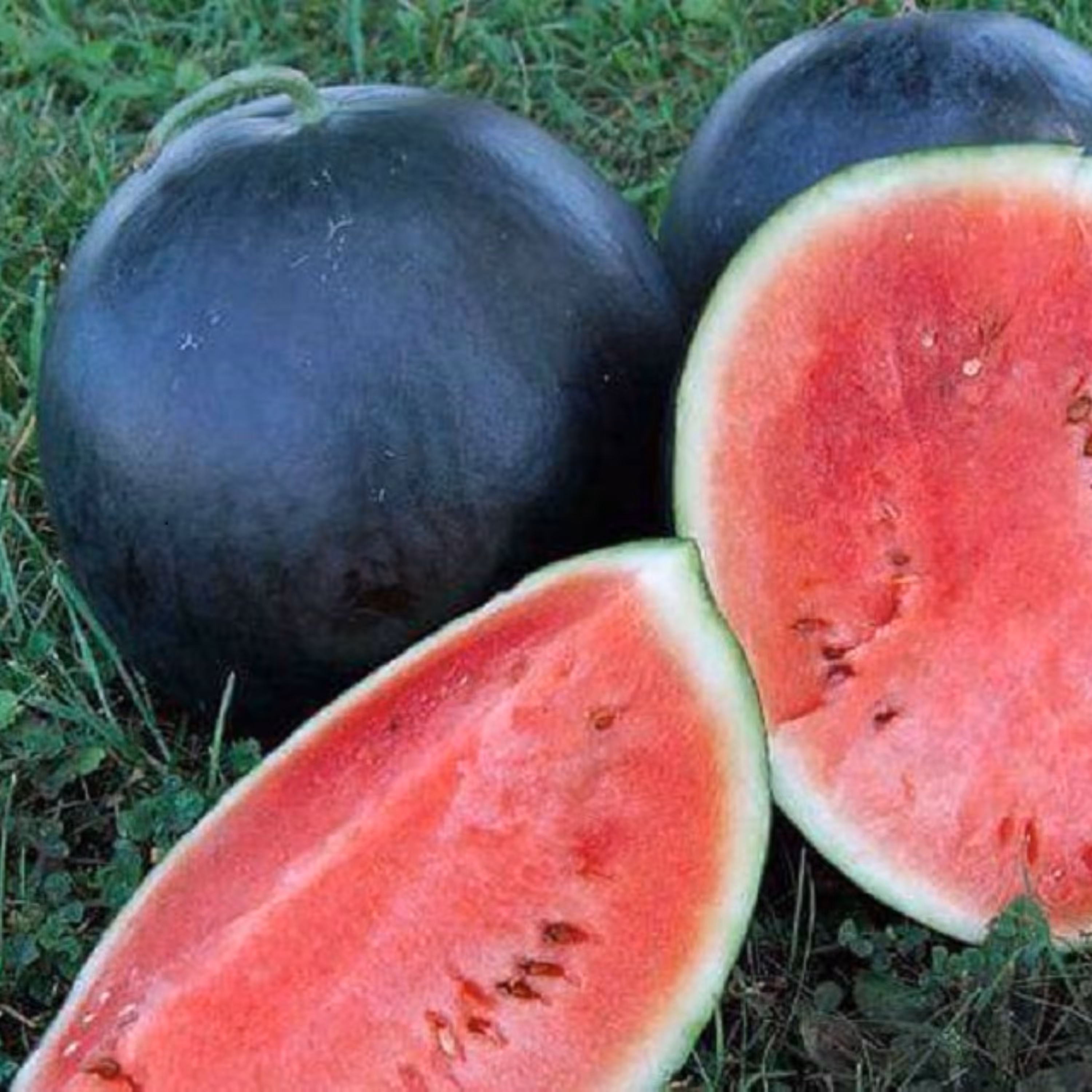 بذر هندوانه سیاه دیمی