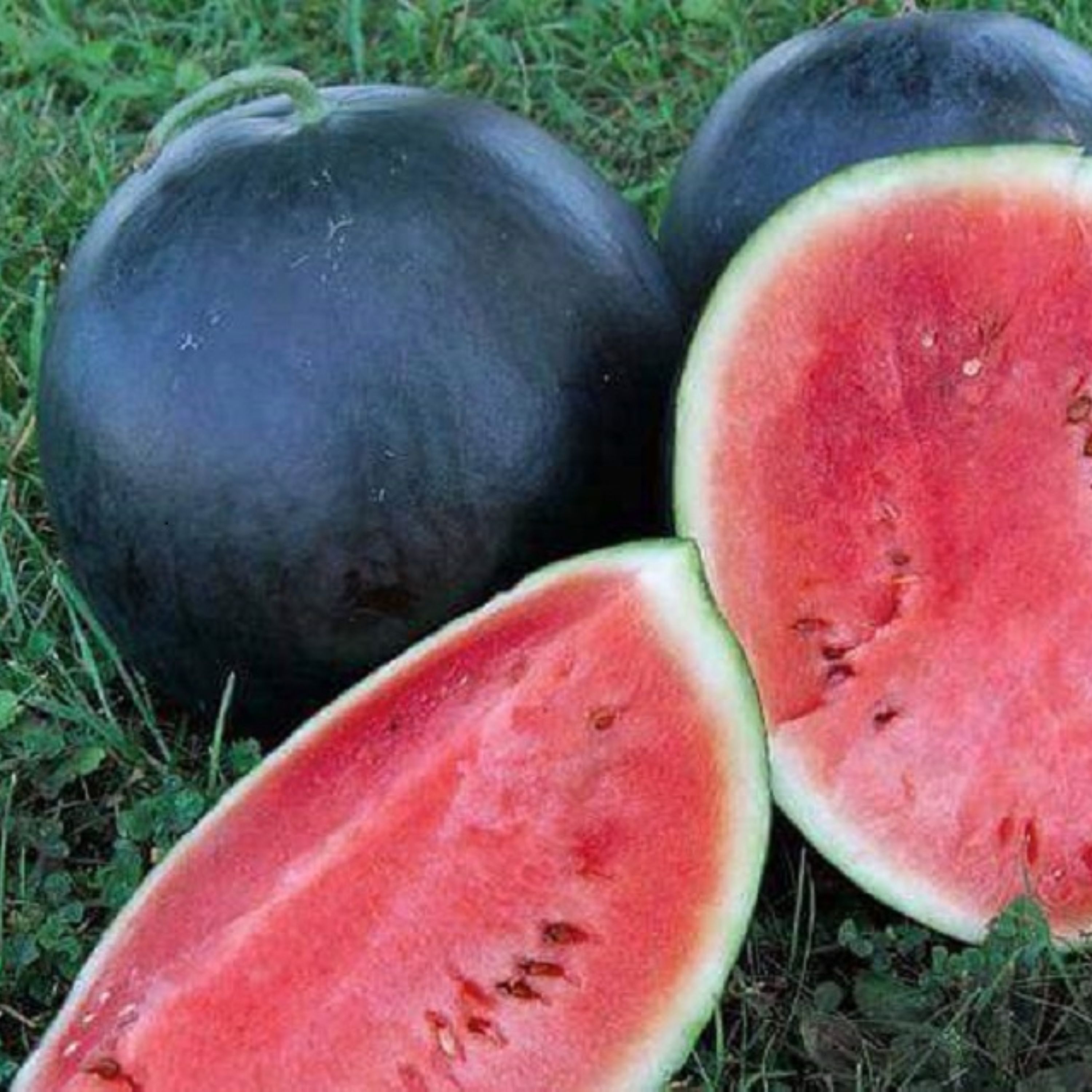 بذر هندوانه سیاه دیمی