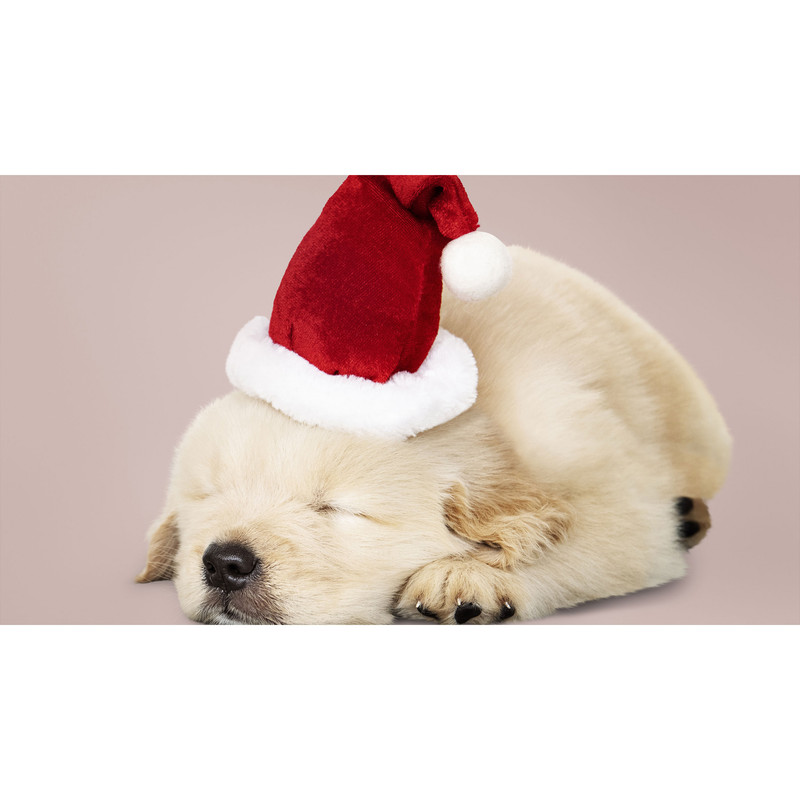 تابلو شاسی طرح سگ و کلاه مدل T8028 | دنیای قاب