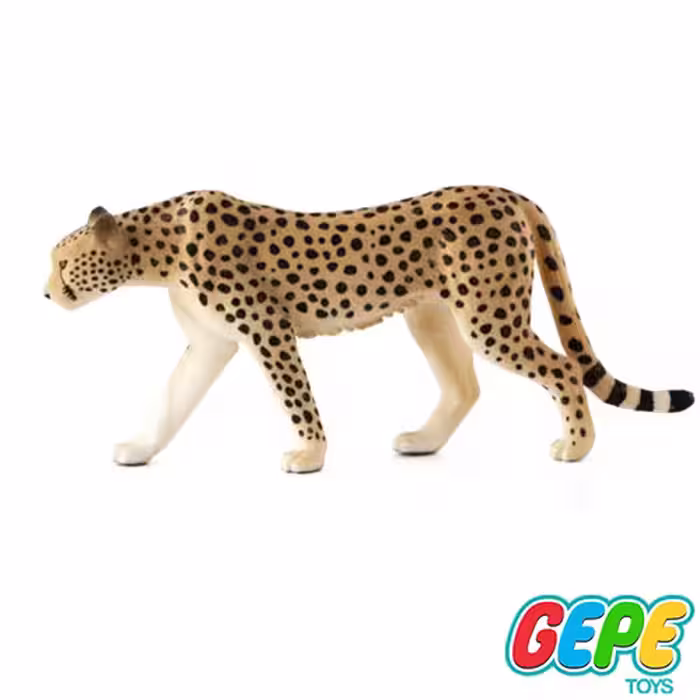 فیگور چیتا نر