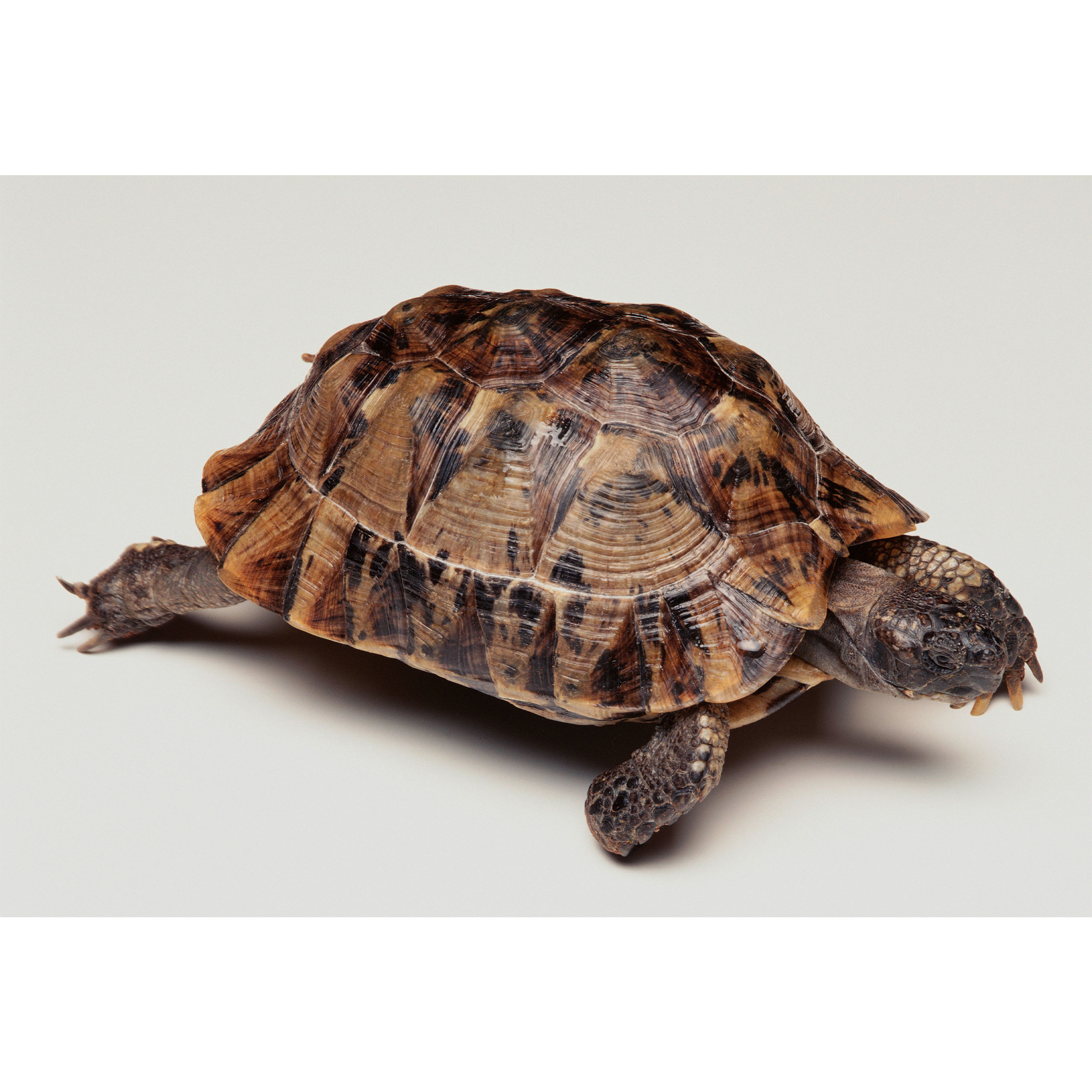 تابلو شاسی طرح لاک پشت مدل T2173