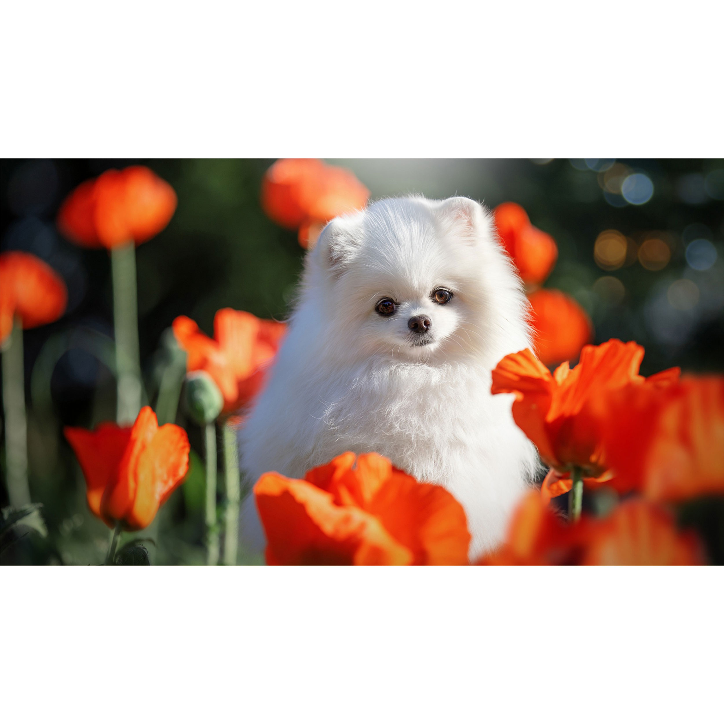 تابلو شاسی طرح سگ و گل مدل T7851