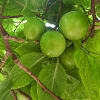 رب آلوچه سبز (گوجه سبز) تازه امسالی (1402)  بهداشتی و تمیز ،  خوش رنگ وخوش مزه در   بسته بندی های  نیم و یک کیلویی