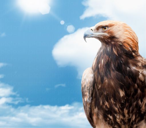 خرید و دانلود عکس Animals-Part-4 - کیفیت بالا | پیک فاکس | Pic Fox