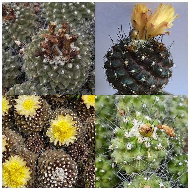 بذر کوپیاپوا میکس ده عدد