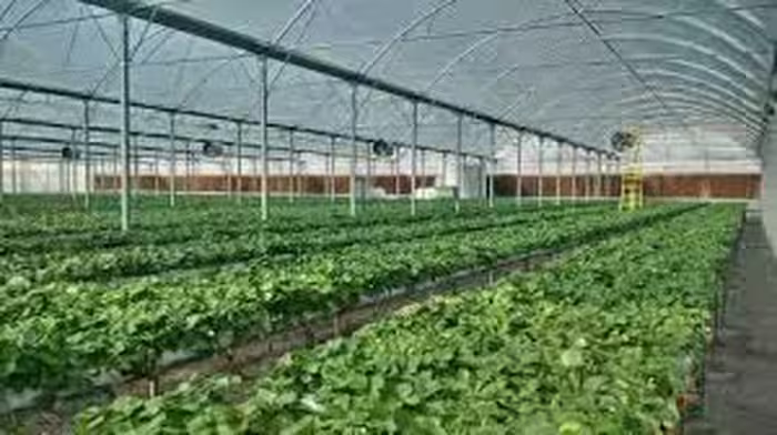 تحقیق اصول طراحی و ساخت گلخانه