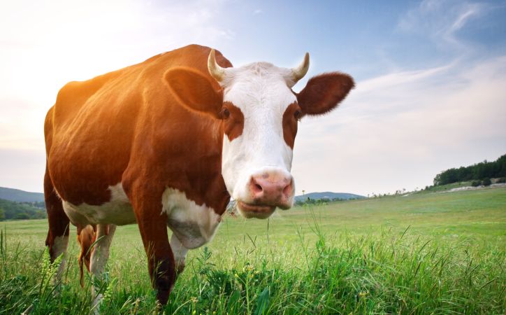 خرید و دانلود عکس Farming کد 15817 | پیک فاکس | Pic Fox