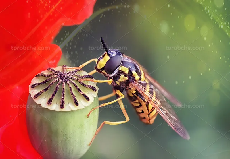 عکس زنبور عسل و گل | گرافیک با طعم تربچه