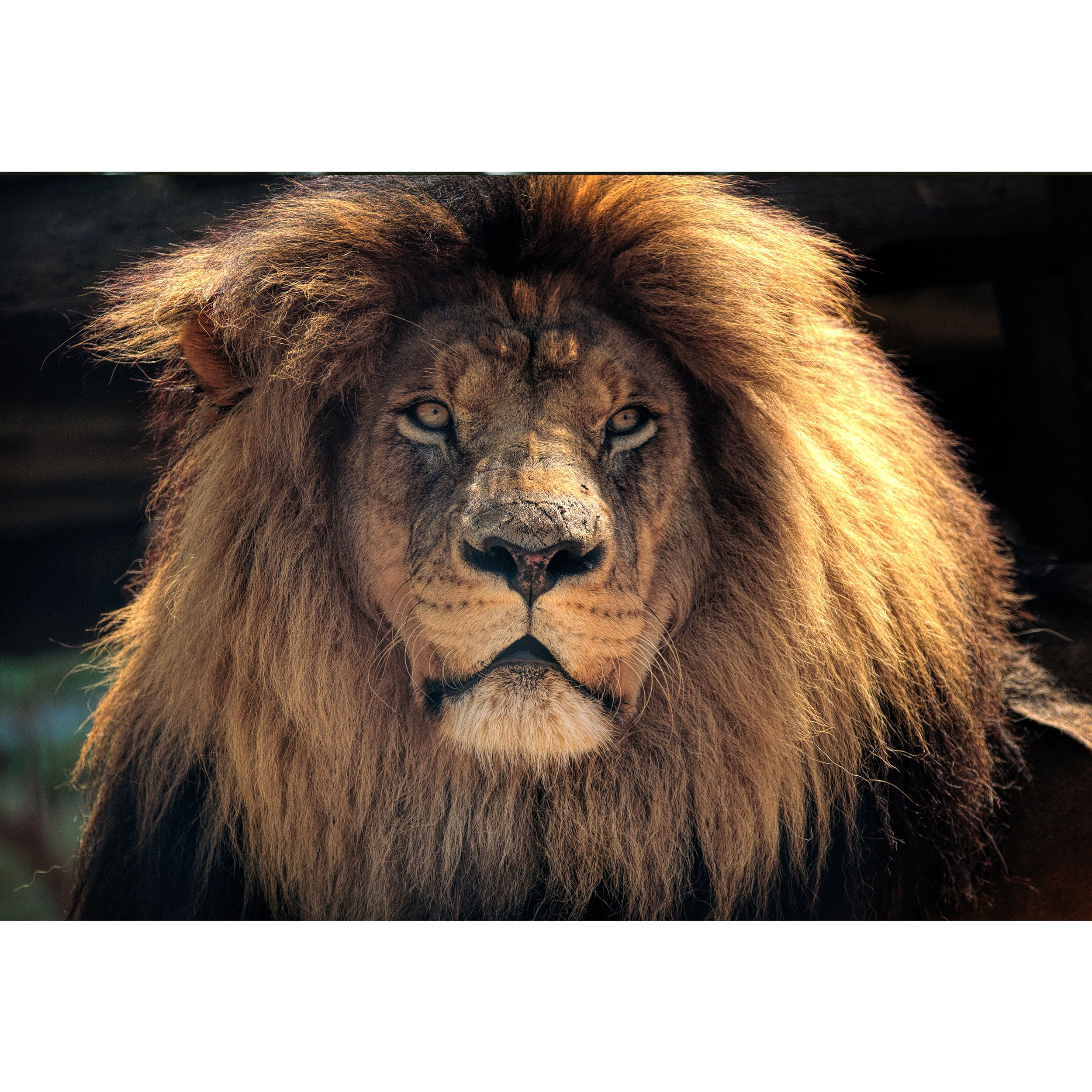 تابلو شاسی طرح حیوان شیر نر مدل T1444