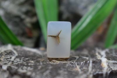 عقیق شجر برزیل