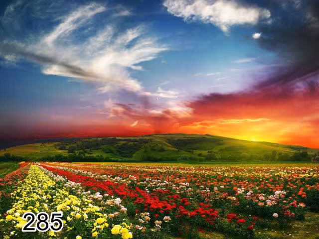 پرده شیدرول تصویری طرح طبیعت کد 285