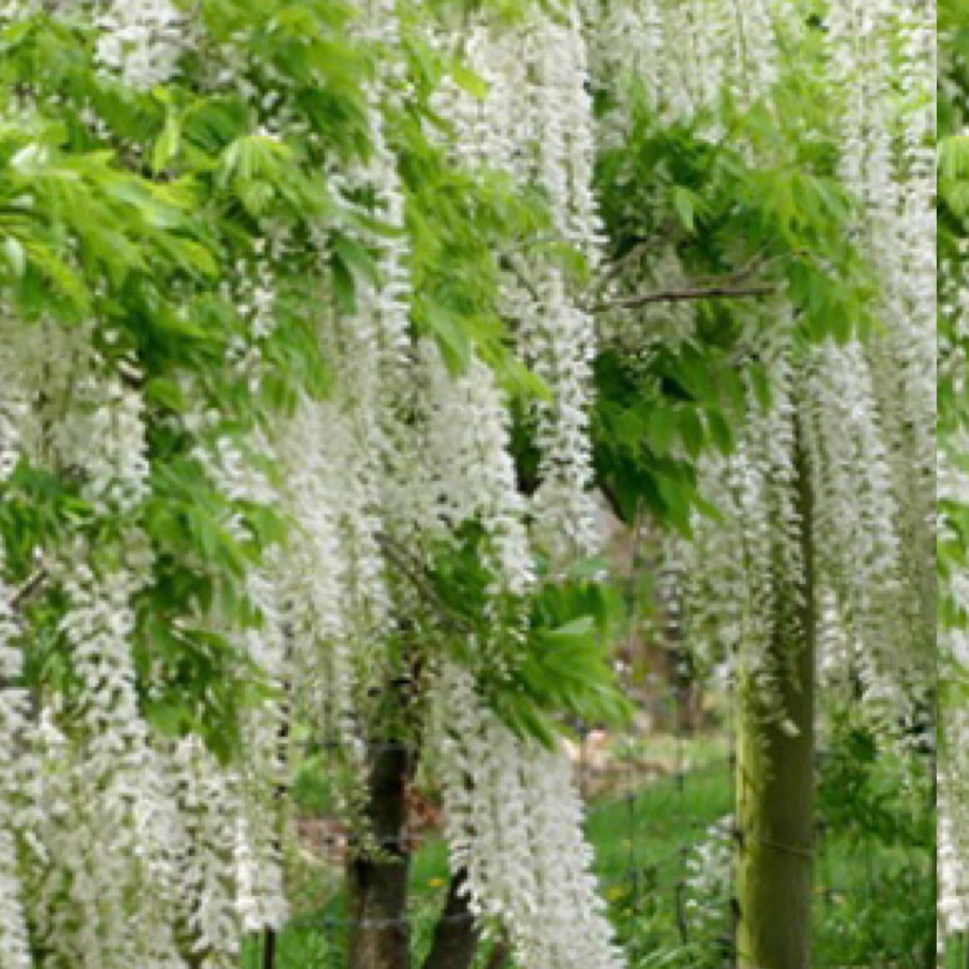 نهال گلیسین سفید ژاپنی