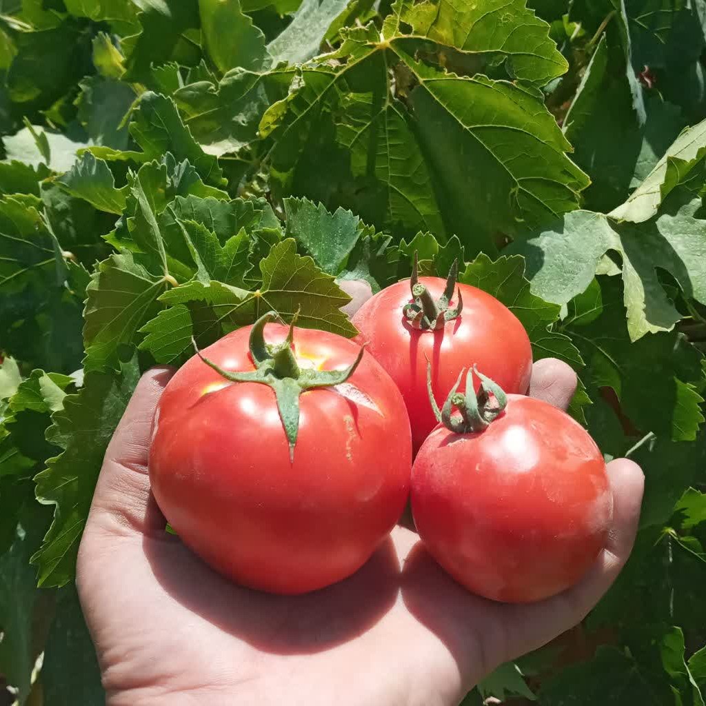  گوجه  خشک  ارگانیک و تمیز 100 گرم 80000 