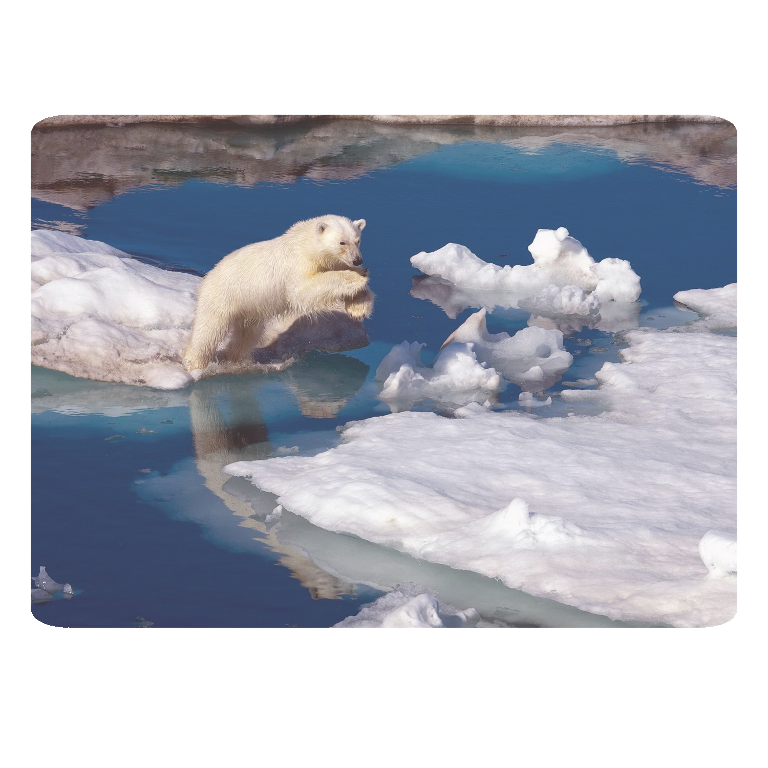 ماوس پد طرح خرس کد B172