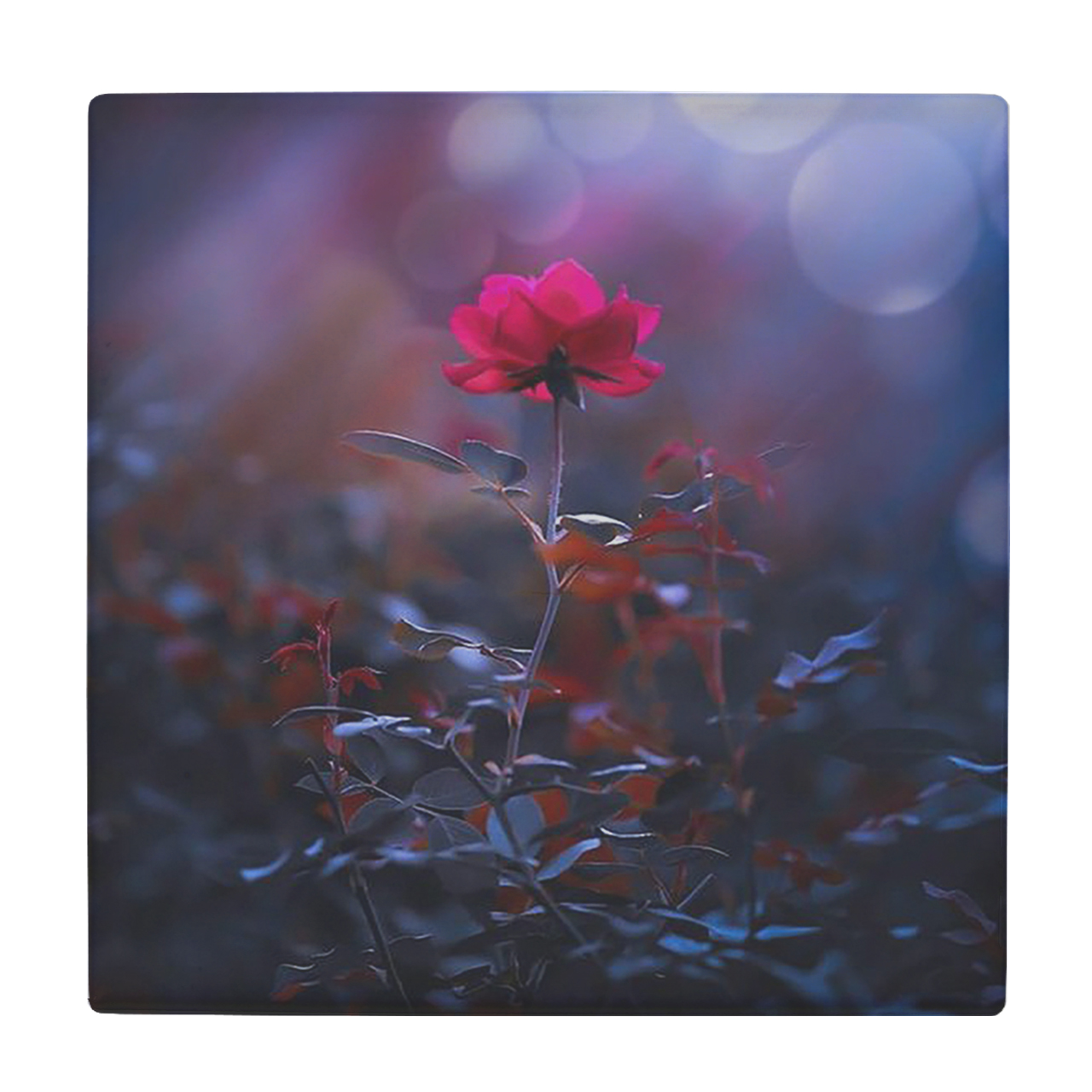 کاشی کارنیلا طرح گل سرخ مدل لوحی کد klh536