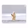برچسب پوششی ماهوت مدل Polar bear مناسب برای تبلت اپل iPad Pro 12.9 (GEN 3) 2018 A1895