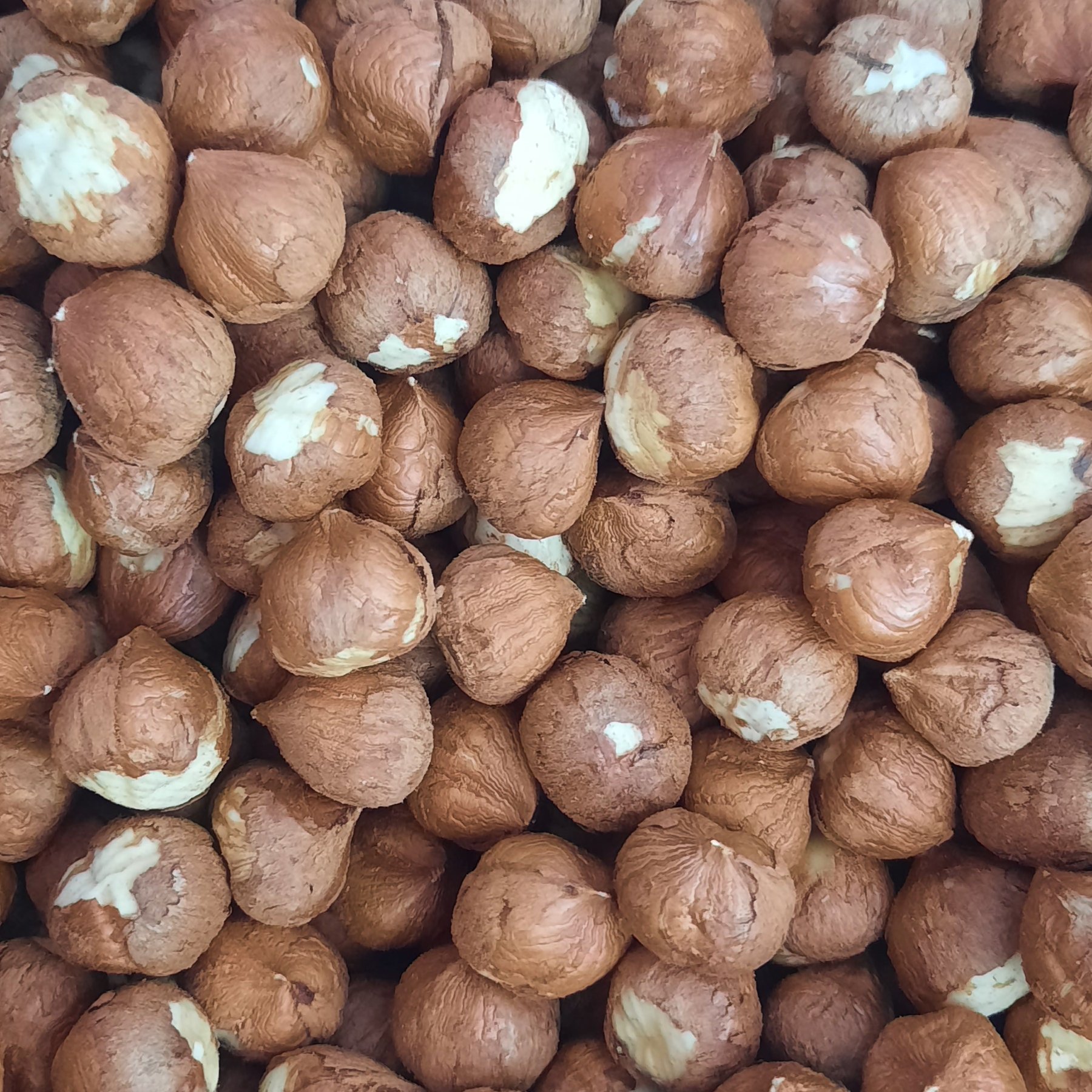 فندق  بدون پوست خام