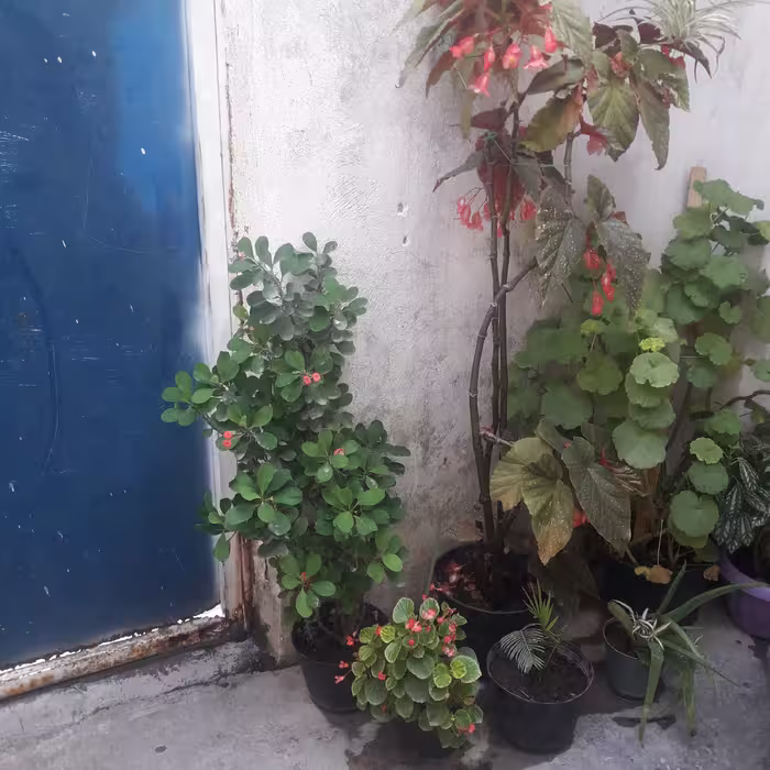 گل مرجان بزرگ و بسیار زیبا