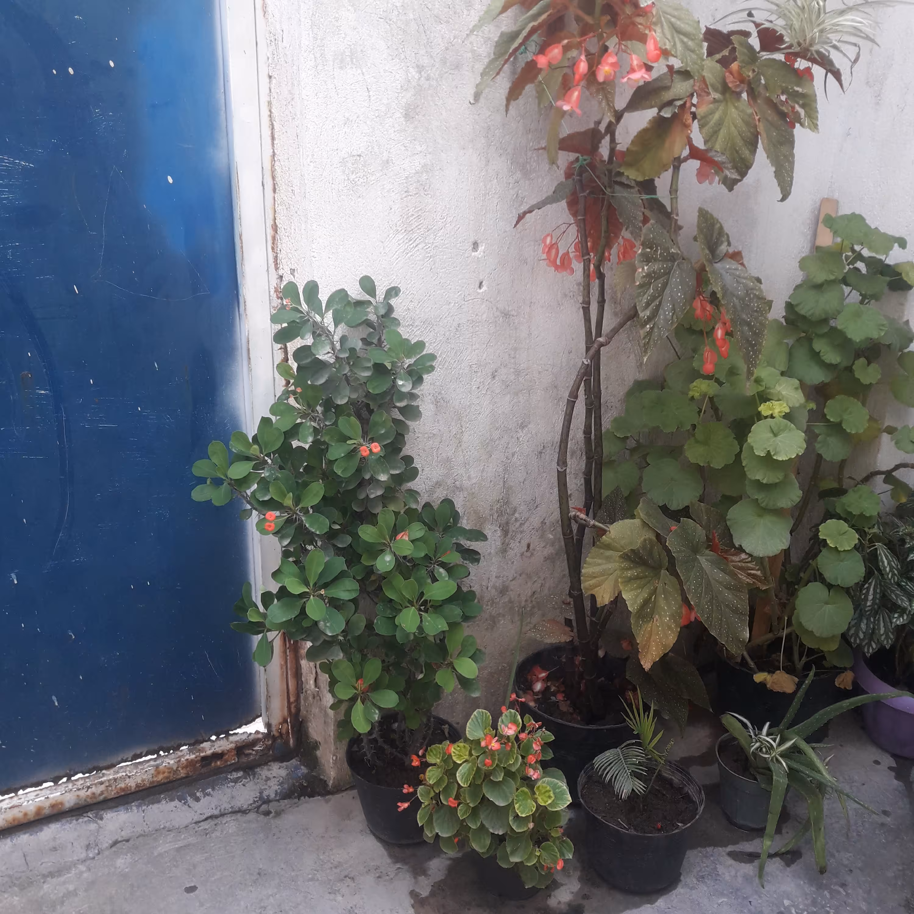 گل مرجان بزرگ و بسیار زیبا